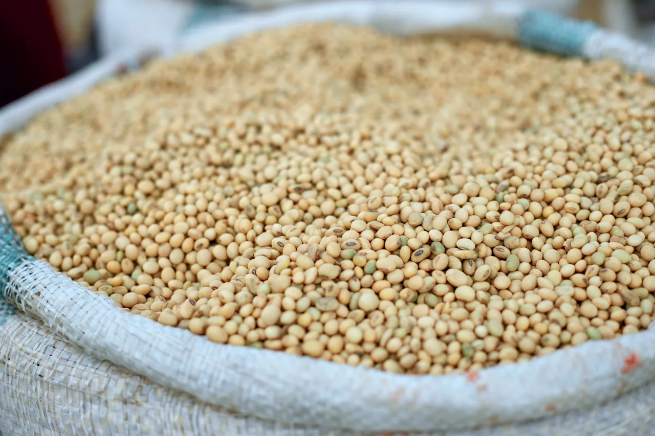 Granos de soya, fuente de proteína