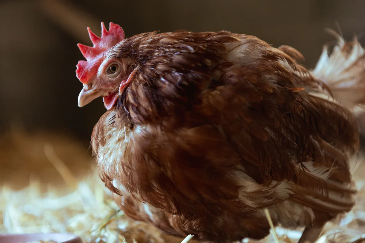Gallina ponedora vista de cerca