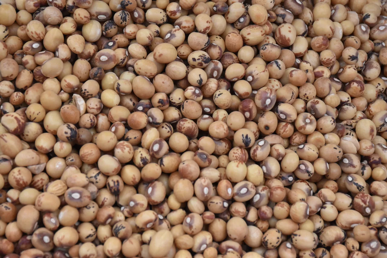 Granos de soya vistos de cerca