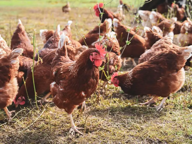 Gallinas ponedoras marrones al aire libre
