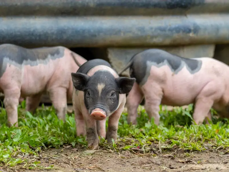 Lechones en el pasto de una granja