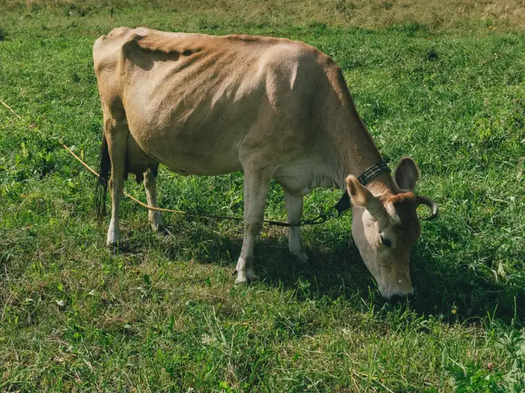 Vaca lechera pastando
